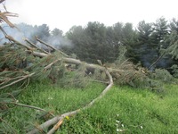 Farm Museum pic 11.jpg